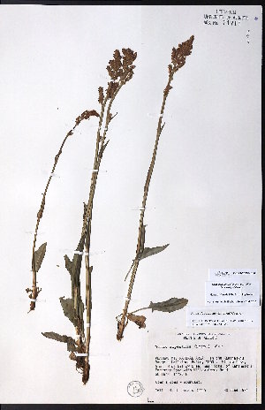 ( - CCDB-23954-B04)  @11 [ ] CreativeCommons - Attribution (2015) University of Alberta Herbarium University of Alberta Herbarium