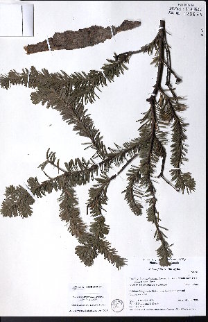  (Abies bifolia - CCDB-23954-B05)  @11 [ ] CreativeCommons - Attribution (2015) University of Alberta Herbarium University of Alberta Herbarium