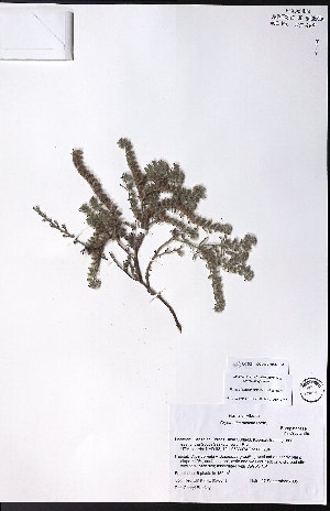  ( - CCDB-23954-B06)  @11 [ ] CreativeCommons - Attribution (2015) University of Alberta Herbarium University of Alberta Herbarium