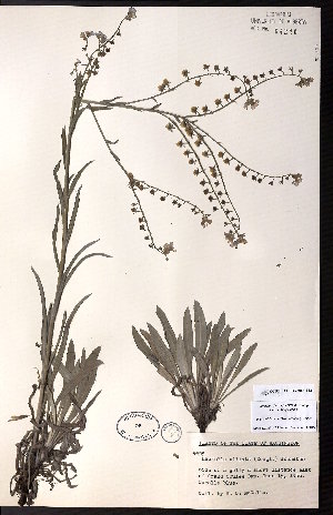  ( - CCDB-23954-B12)  @11 [ ] CreativeCommons - Attribution (2015) University of Alberta Herbarium University of Alberta Herbarium