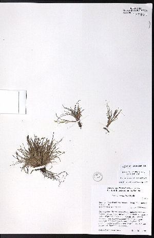 ( - CCDB-23954-C03)  @11 [ ] CreativeCommons - Attribution (2015) University of Alberta Herbarium University of Alberta Herbarium