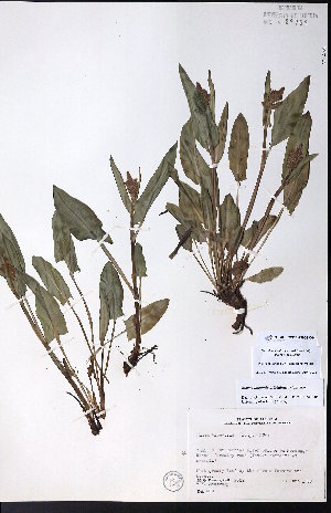  ( - CCDB-23954-C04)  @11 [ ] CreativeCommons - Attribution (2015) University of Alberta Herbarium University of Alberta Herbarium