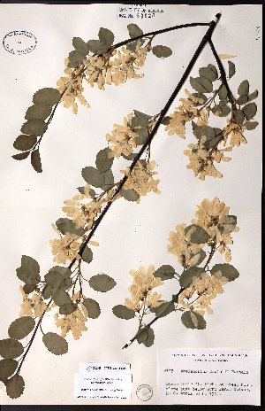  ( - CCDB-23954-C05)  @11 [ ] CreativeCommons - Attribution (2015) University of Alberta Herbarium University of Alberta Herbarium