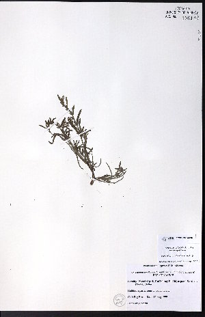  ( - CCDB-23954-C07)  @11 [ ] CreativeCommons - Attribution (2015) University of Alberta Herbarium University of Alberta Herbarium