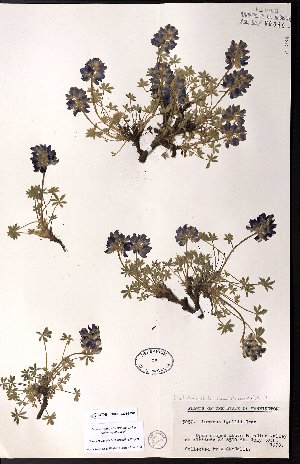  ( - CCDB-23954-C08)  @11 [ ] CreativeCommons - Attribution (2015) University of Alberta Herbarium University of Alberta Herbarium