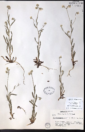  ( - CCDB-23954-C09)  @11 [ ] CreativeCommons - Attribution (2015) University of Alberta Herbarium University of Alberta Herbarium