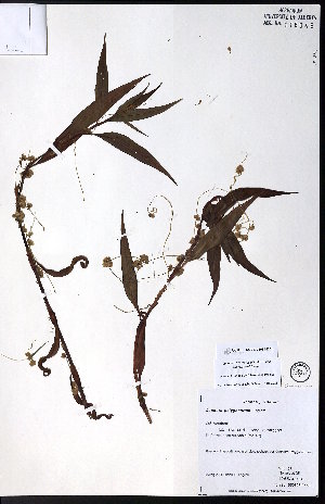  ( - CCDB-23954-D01)  @11 [ ] CreativeCommons - Attribution (2015) University of Alberta Herbarium University of Alberta Herbarium