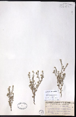  ( - CCDB-23954-D06)  @11 [ ] CreativeCommons - Attribution (2015) University of Alberta Herbarium University of Alberta Herbarium