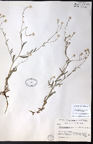  ( - CCDB-23954-D09)  @11 [ ] CreativeCommons - Attribution (2015) University of Alberta Herbarium University of Alberta Herbarium