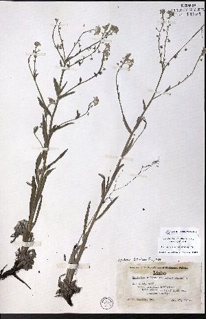  ( - CCDB-23954-D12)  @11 [ ] CreativeCommons - Attribution (2015) University of Alberta Herbarium University of Alberta Herbarium