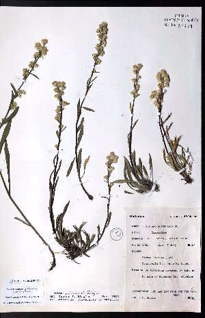  ( - CCDB-23954-E01)  @11 [ ] CreativeCommons - Attribution (2015) University of Alberta Herbarium University of Alberta Herbarium