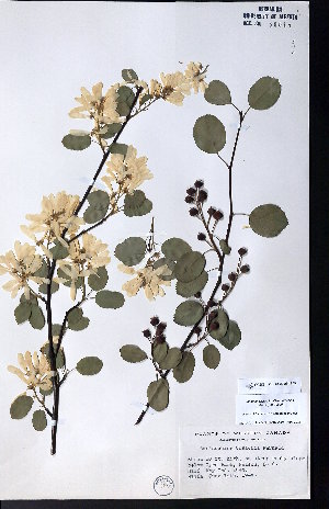  ( - CCDB-23954-E05)  @11 [ ] CreativeCommons - Attribution (2015) University of Alberta Herbarium University of Alberta Herbarium