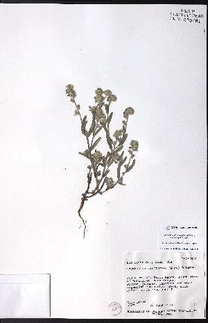  ( - CCDB-23954-E06)  @11 [ ] CreativeCommons - Attribution (2015) University of Alberta Herbarium University of Alberta Herbarium