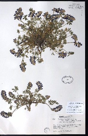  ( - CCDB-23954-E08)  @11 [ ] CreativeCommons - Attribution (2015) University of Alberta Herbarium University of Alberta Herbarium