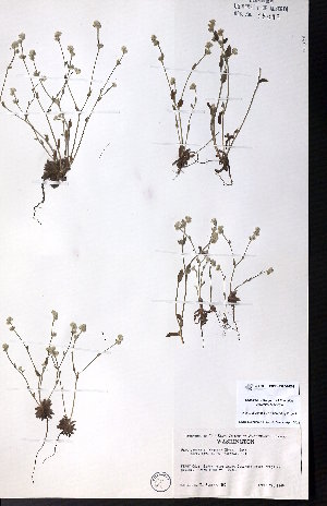  ( - CCDB-23954-E09)  @11 [ ] CreativeCommons - Attribution (2015) University of Alberta Herbarium University of Alberta Herbarium