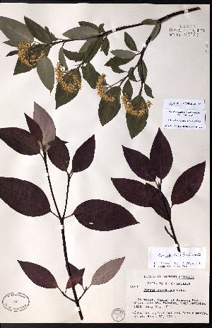  (Cornus occidentalis - CCDB-23954-E10)  @11 [ ] CreativeCommons - Attribution (2015) University of Alberta Herbarium University of Alberta Herbarium