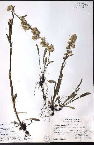  (Solidago ontarioensis - CCDB-23954-F01)  @11 [ ] CreativeCommons - Attribution (2015) University of Alberta Herbarium University of Alberta Herbarium