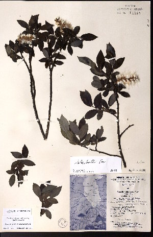  (Salix ballii - CCDB-23954-F04)  @11 [ ] CreativeCommons - Attribution (2015) University of Alberta Herbarium University of Alberta Herbarium