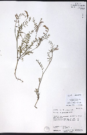  ( - CCDB-23954-F05)  @11 [ ] CreativeCommons - Attribution (2015) University of Alberta Herbarium University of Alberta Herbarium