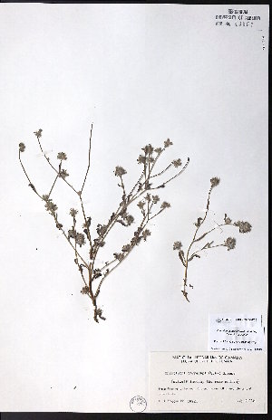  ( - CCDB-23954-F06)  @11 [ ] CreativeCommons - Attribution (2015) University of Alberta Herbarium University of Alberta Herbarium