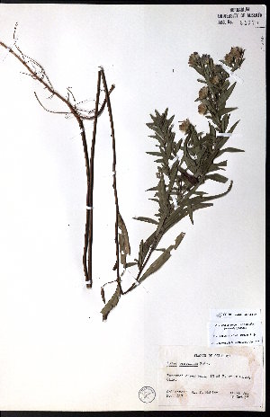  (Symphyotrichum praealtum - CCDB-23954-G01)  @11 [ ] CreativeCommons - Attribution (2015) University of Alberta Herbarium University of Alberta Herbarium