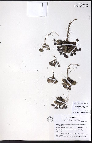  ( - CCDB-23954-G03)  @11 [ ] CreativeCommons - Attribution (2015) University of Alberta Herbarium University of Alberta Herbarium