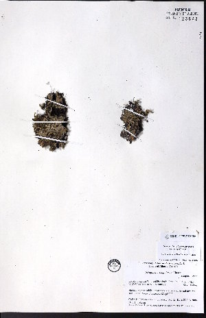  ( - CCDB-23954-G04)  @11 [ ] CreativeCommons - Attribution (2015) University of Alberta Herbarium University of Alberta Herbarium