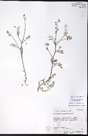  ( - CCDB-23954-G05)  @11 [ ] CreativeCommons - Attribution (2015) University of Alberta Herbarium University of Alberta Herbarium