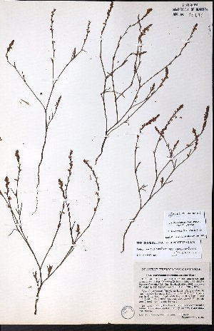  (Polygonum spergulariaeforme - CCDB-23954-G10)  @11 [ ] CreativeCommons - Attribution (2015) University of Alberta Herbarium University of Alberta Herbarium