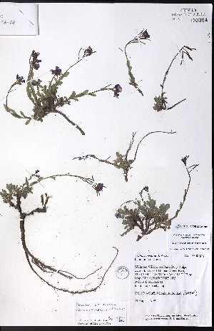  ( - CCDB-23954-H03)  @11 [ ] CreativeCommons - Attribution (2015) University of Alberta Herbarium University of Alberta Herbarium