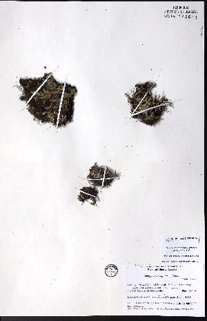  ( - CCDB-23954-H04)  @11 [ ] CreativeCommons - Attribution (2015) University of Alberta Herbarium University of Alberta Herbarium