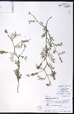  ( - CCDB-23954-H05)  @11 [ ] CreativeCommons - Attribution (2015) University of Alberta Herbarium University of Alberta Herbarium