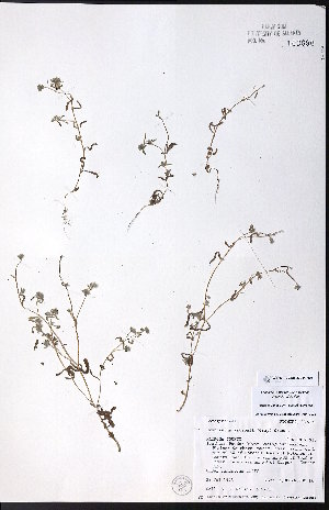  ( - CCDB-23954-H06)  @11 [ ] CreativeCommons - Attribution (2015) University of Alberta Herbarium University of Alberta Herbarium