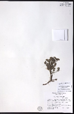  ( - CCDB-23954-H07)  @11 [ ] CreativeCommons - Attribution (2015) University of Alberta Herbarium University of Alberta Herbarium