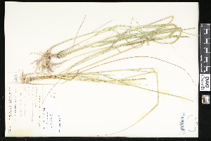  (Spartina - CCDB-23956-A09)  @11 [ ] CreativeCommons - Attribution (2015) Department of Agriculture Agriculture and Agri-Food Canada National Collection of Vascular Plants (DAO