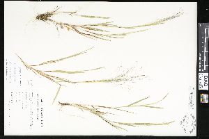  (Digitaria cognata - CCDB-23956-B10)  @11 [ ] CreativeCommons - Attribution (2015) Department of Agriculture Agriculture and Agri-Food Canada National Collection of Vascular Plants (DAO