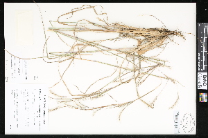  ( - CCDB-23956-B11)  @11 [ ] CreativeCommons - Attribution (2015) Department of Agriculture Agriculture and Agri-Food Canada National Collection of Vascular Plants (DAO