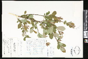  ( - CCDB-23956-C03)  @11 [ ] CreativeCommons - Attribution (2015) Department of Agriculture Agriculture and Agri-Food Canada National Collection of Vascular Plants (DAO
