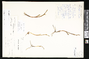  (Botrychium montanum - CCDB-23956-C06)  @11 [ ] CreativeCommons - Attribution (2015) Department of Agriculture Agriculture and Agri-Food Canada National Collection of Vascular Plants (DAO