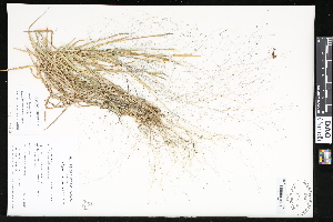  ( - CCDB-23956-C10)  @11 [ ] CreativeCommons - Attribution (2015) Department of Agriculture Agriculture and Agri-Food Canada National Collection of Vascular Plants (DAO