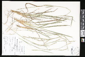  ( - CCDB-23956-C11)  @11 [ ] CreativeCommons - Attribution (2015) Department of Agriculture Agriculture and Agri-Food Canada National Collection of Vascular Plants (DAO