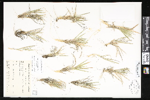  (Dichanthelium wilcoxianum - CCDB-23956-E10)  @11 [ ] CreativeCommons - Attribution (2015) Department of Agriculture Agriculture and Agri-Food Canada National Collection of Vascular Plants (DAO