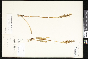  (Spiranthes ochroleuca - CCDB-23956-H05)  @11 [ ] CreativeCommons - Attribution (2015) Department of Agriculture Agriculture and Agri-Food Canada National Collection of Vascular Plants (DAO