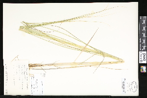  (Spartina - CCDB-23956-H10)  @11 [ ] CreativeCommons - Attribution (2015) Department of Agriculture Agriculture and Agri-Food Canada National Collection of Vascular Plants (DAO