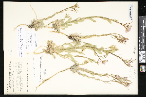  ( - CCDB-23957-A06)  @11 [ ] CreativeCommons - Attribution (2015) Department of Agriculture Agriculture and Agri-Food Canada National Collection of Vascular Plants (DAO