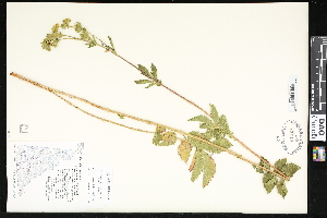  (Potentilla arguta - CCDB-23957-A11)  @11 [ ] CreativeCommons - Attribution (2015) Department of Agriculture Agriculture and Agri-Food Canada National Collection of Vascular Plants (DAO
