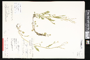  (Cardamine occidentalis - CCDB-23957-B05)  @11 [ ] CreativeCommons - Attribution (2015) Department of Agriculture Agriculture and Agri-Food Canada National Collection of Vascular Plants (DAO
