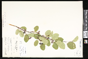  (Amelanchier spicata - CCDB-23957-B07)  @11 [ ] CreativeCommons - Attribution (2015) Department of Agriculture Agriculture and Agri-Food Canada National Collection of Vascular Plants (DAO