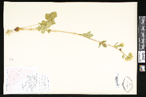  ( - CCDB-23957-B11)  @11 [ ] CreativeCommons - Attribution (2015) Department of Agriculture Agriculture and Agri-Food Canada National Collection of Vascular Plants (DAO
