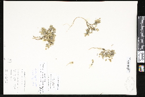  (Draba taylori - CCDB-23957-D04)  @11 [ ] CreativeCommons - Attribution (2015) Department of Agriculture Agriculture and Agri-Food Canada National Collection of Vascular Plants (DAO